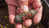 Preston Absolut Window Feeder Cage Small 45g