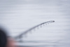 Matrix Horizon X Pro Waggler 12ft 3.7m 25g