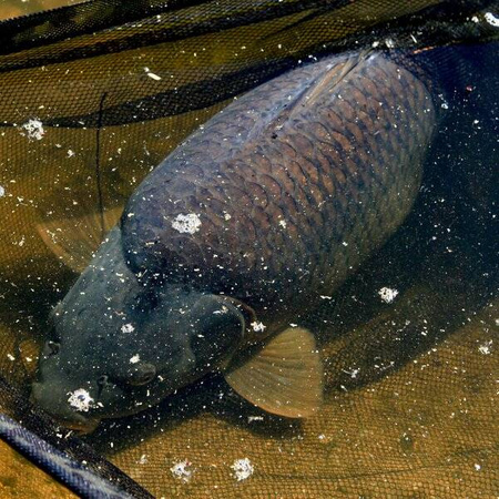 Nash Scope Black Ops Landing Net