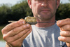 Matrix Inline Maggot Feeders Small