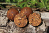 Dynamite Baits Complex-T 18mm 5kg